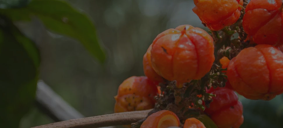 Les meilleures plantes brûle-graisse pour mincir naturellement