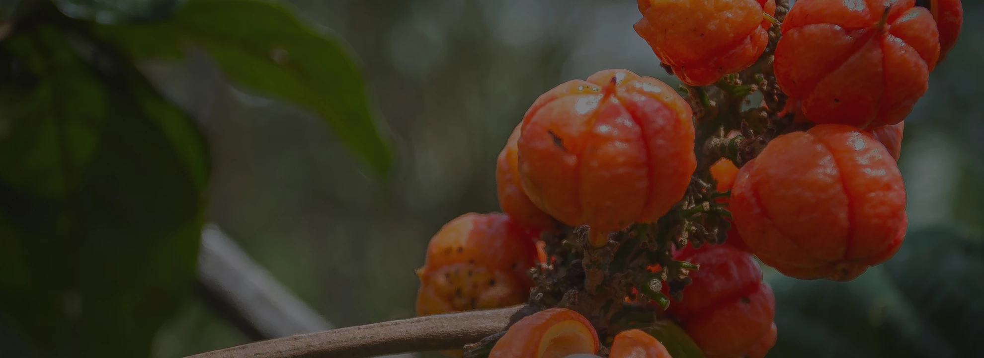Les meilleures plantes brûle-graisse pour mincir naturellement